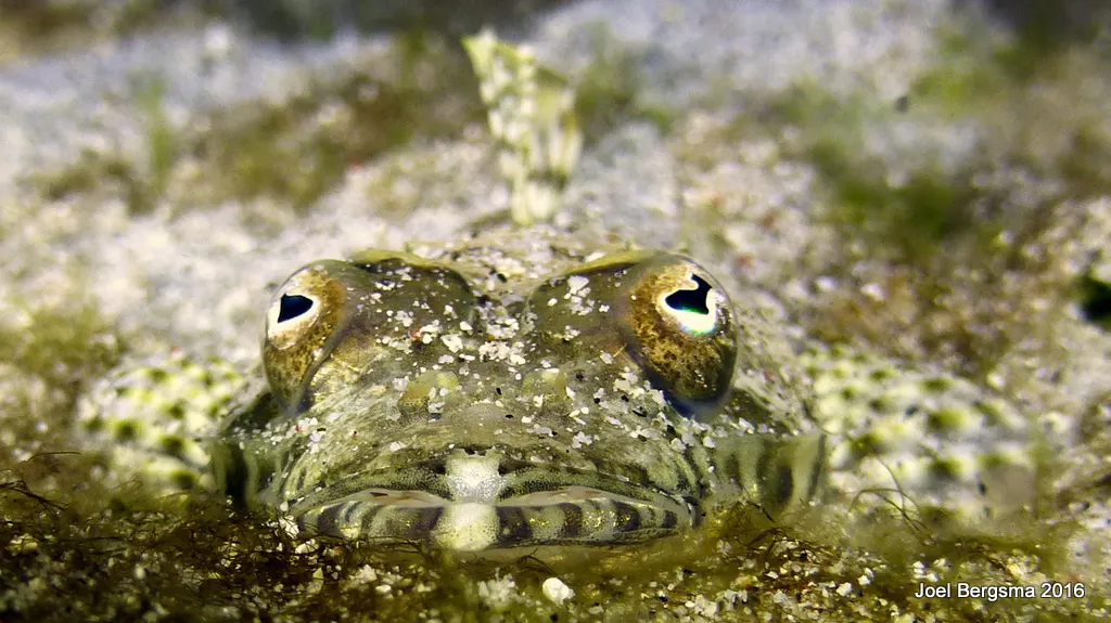 Underwater photograph by Joel Bergsma