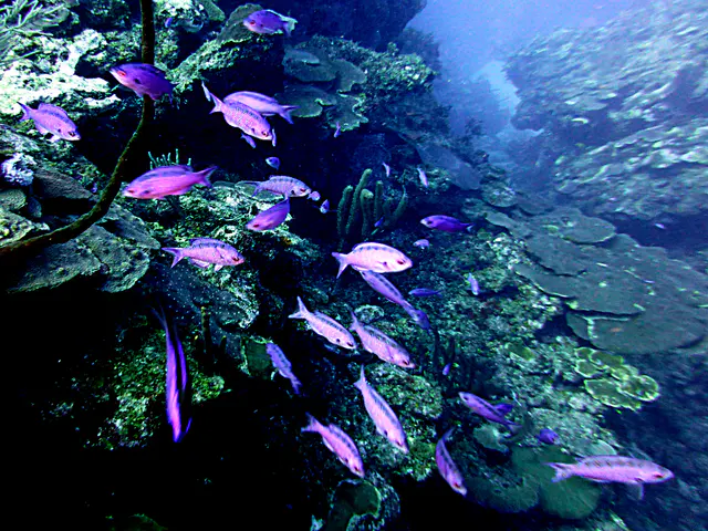 Underwater photograph by Joel Bergsma
