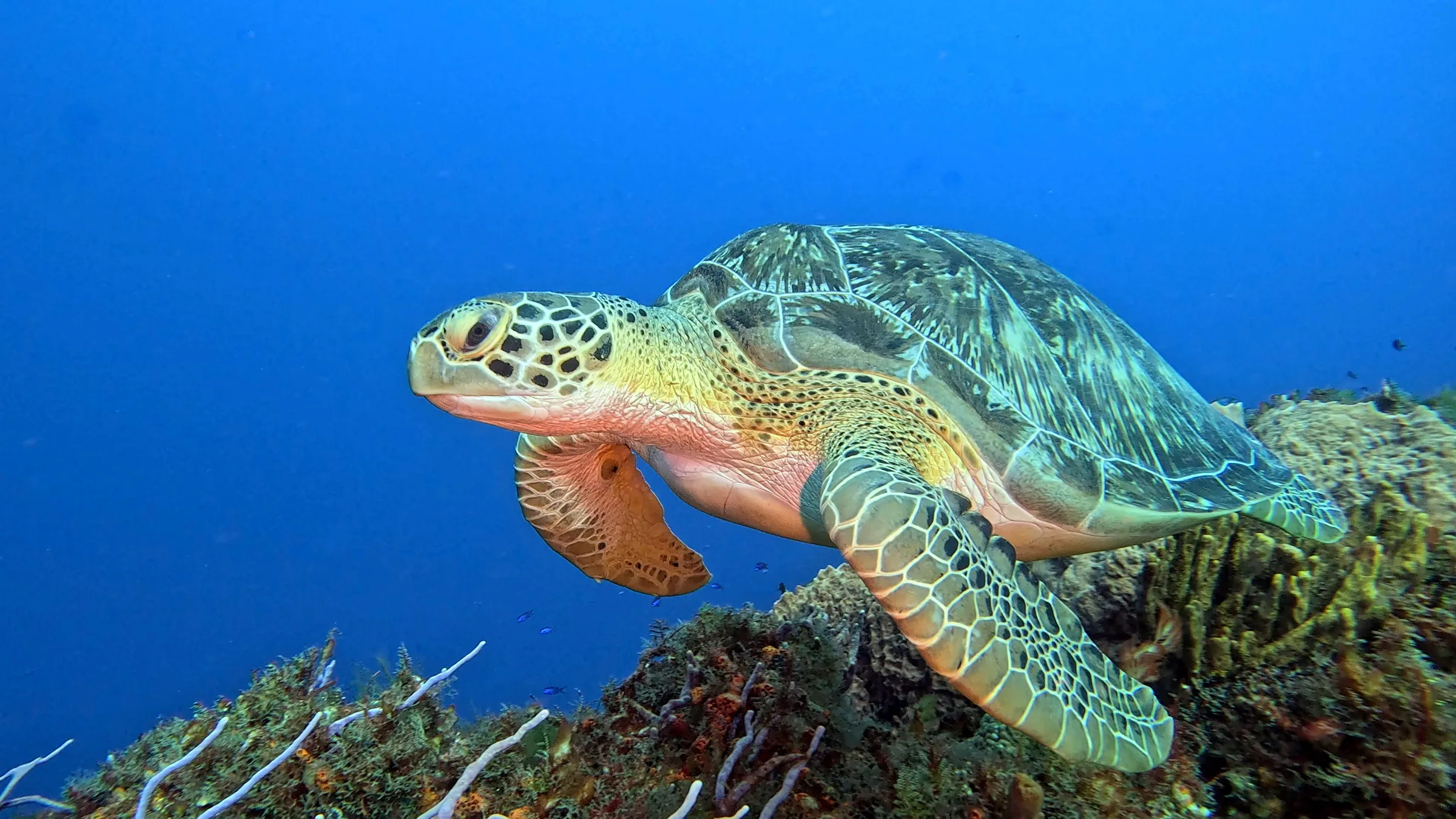Cozumel underwater photograph, 2025