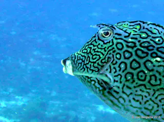 Underwater photograph by Joel Bergsma