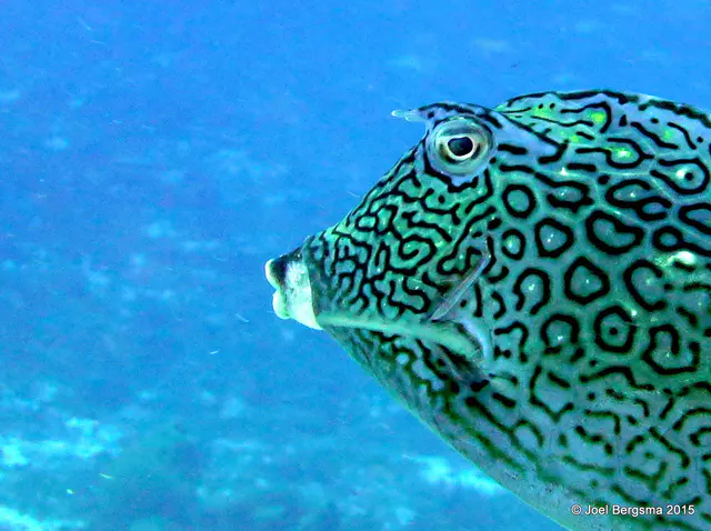 Underwater photograph by Joel Bergsma
