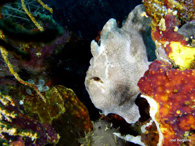 Underwater photograph by Joel Bergsma