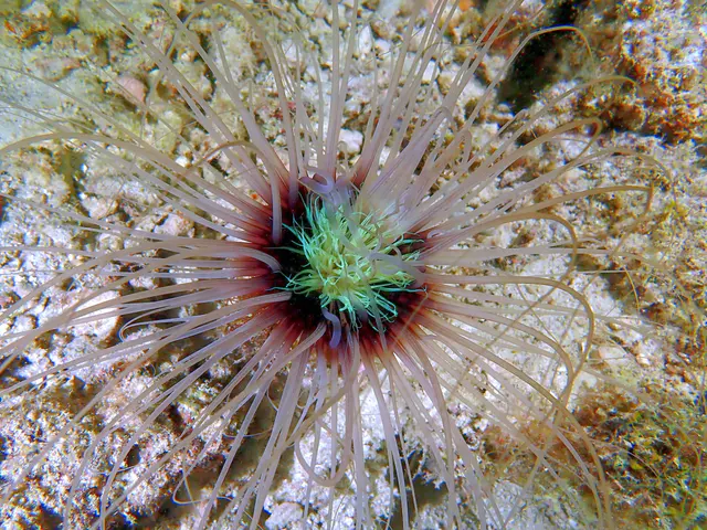 Underwater photograph by Joel Bergsma