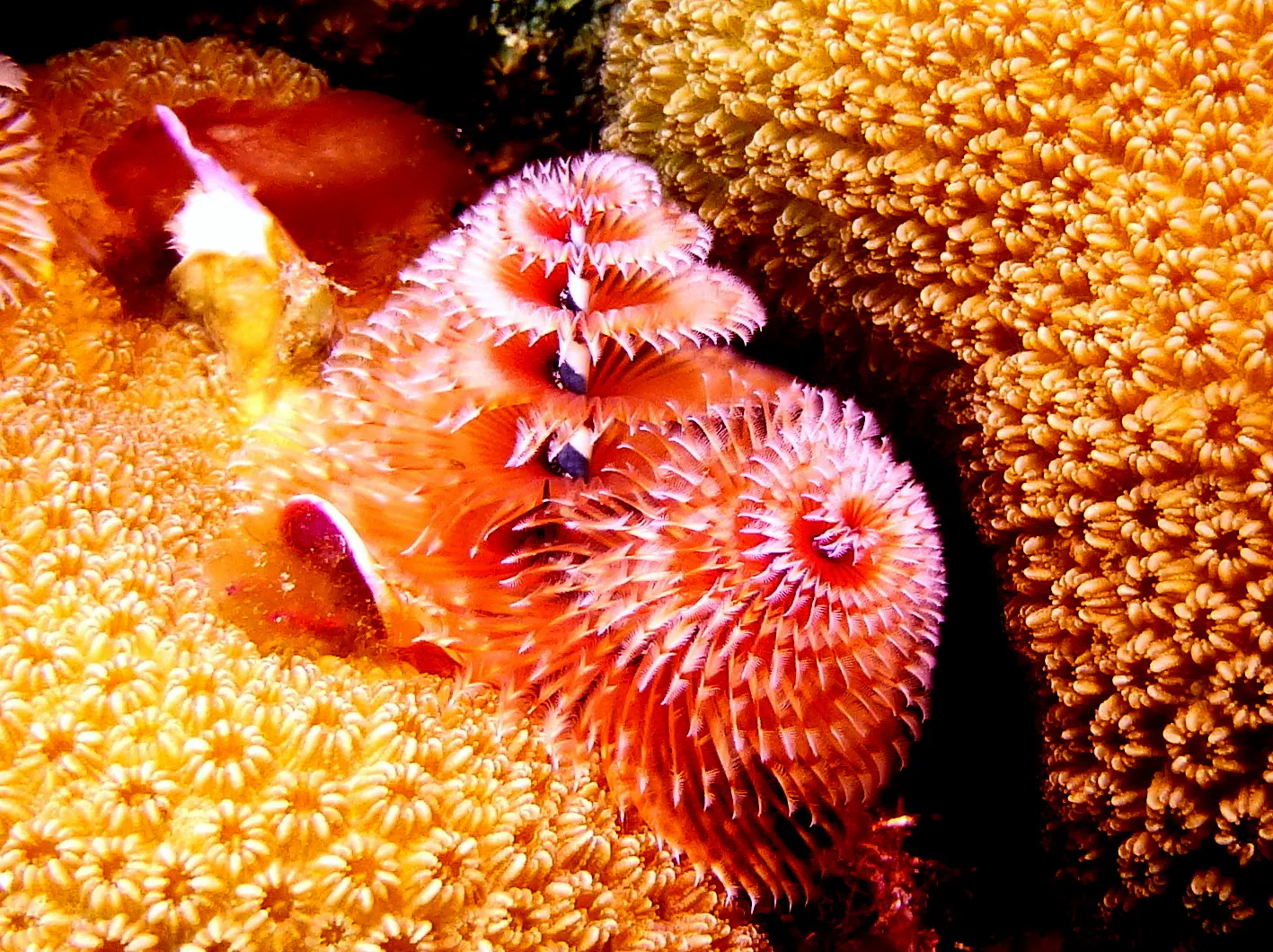 Bonaire underwater photograph, 2013