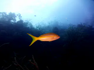 Underwater photograph by Joel Bergsma