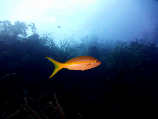 Underwater photograph by Joel Bergsma
