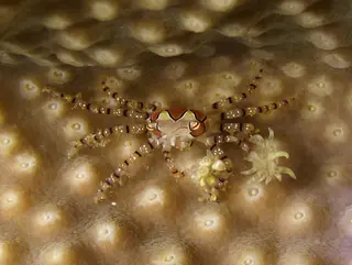 Underwater photograph by Joel Bergsma