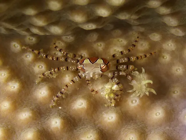 Underwater photograph by Joel Bergsma