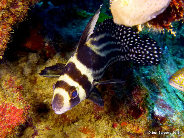 Underwater photograph by Joel Bergsma