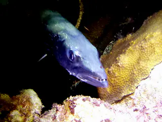 Underwater photograph by Joel Bergsma