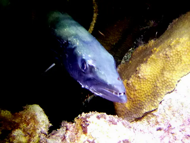 Underwater photograph by Joel Bergsma