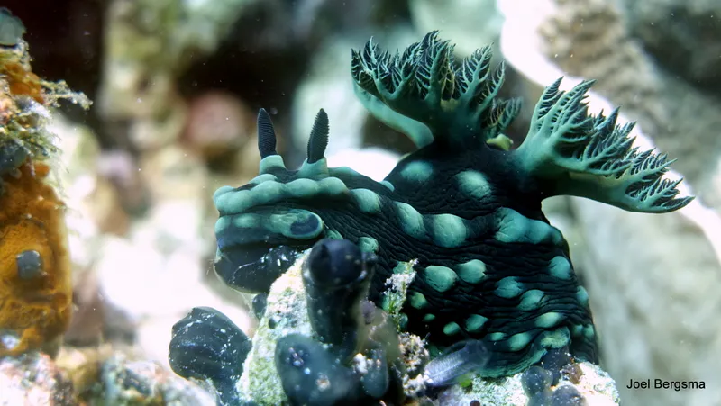 Underwater photograph by Joel Bergsma