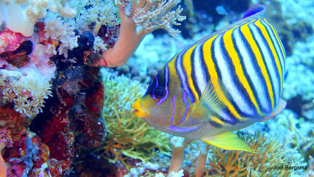 Underwater photograph by Joel Bergsma