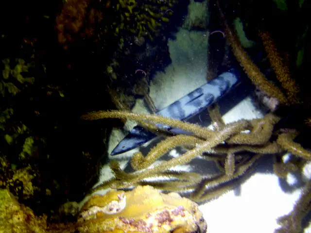 Underwater photograph by Joel Bergsma