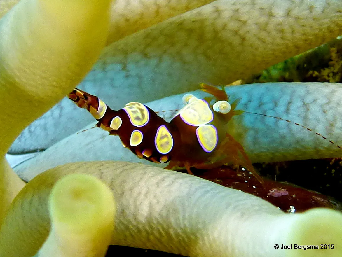 Squat Anemone Shrimp, Cozumel, 2015