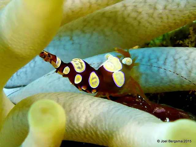Underwater photograph by Joel Bergsma