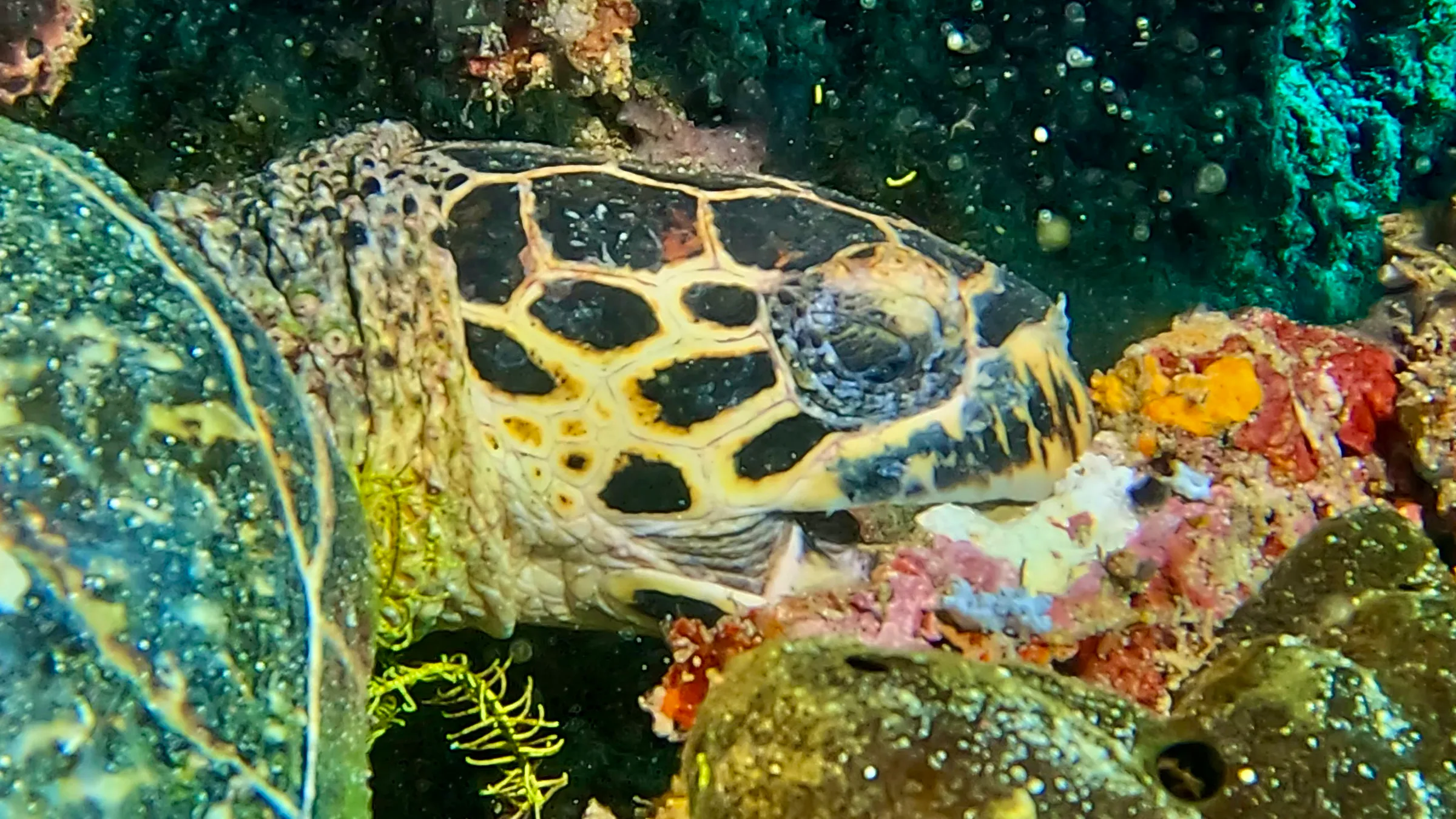 Philippines underwater photograph, 2026