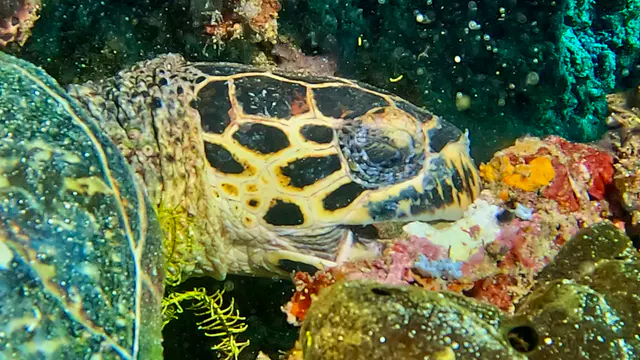 Underwater photograph by Joel Bergsma