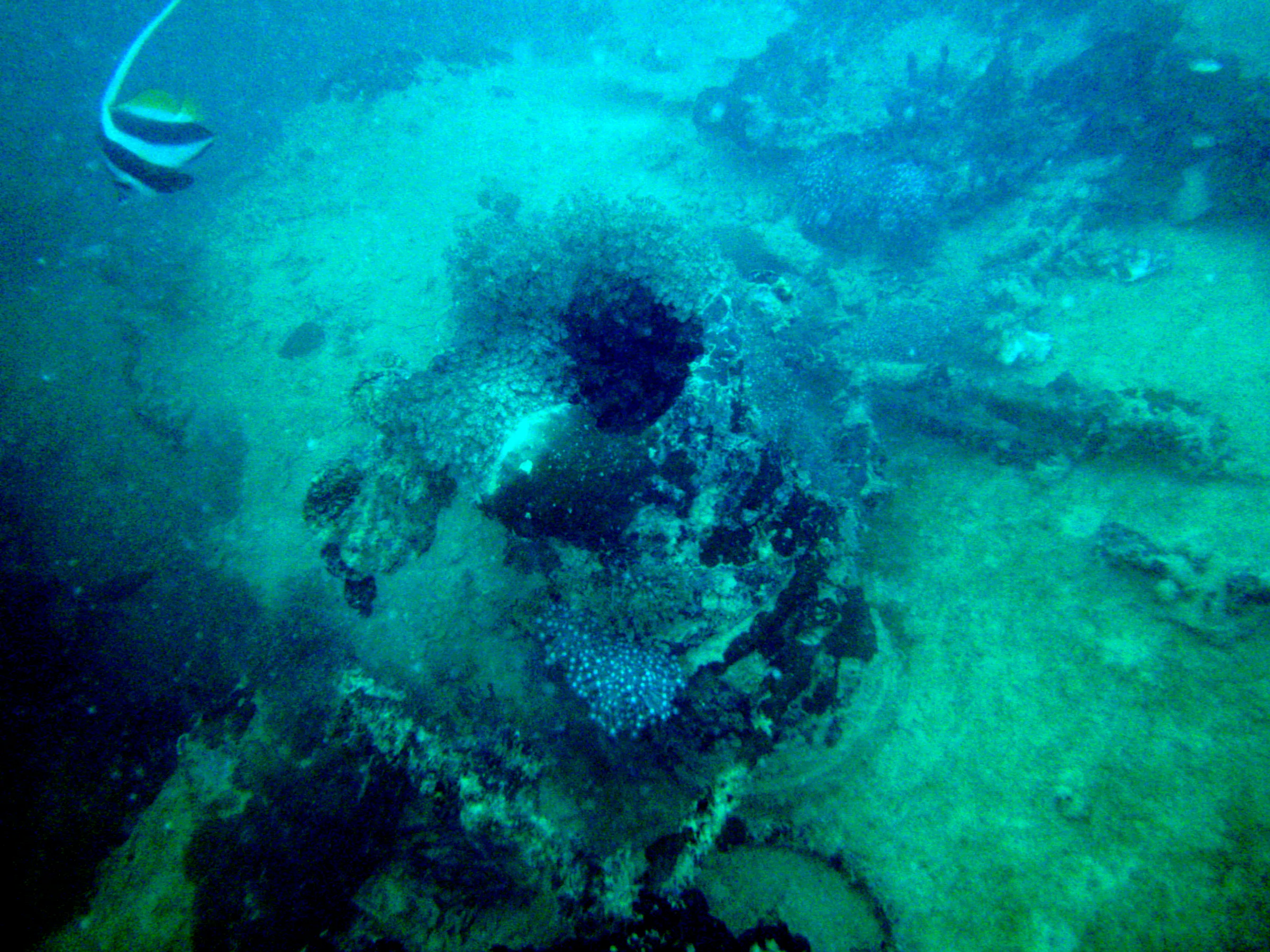 Winch with coral growing on top - and rope. To its right on the bow is a clete. Fish in upper right corner is a Moorish Idol.