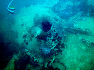 Winch with coral growing on top - and rope. To its right on the bow is a clete. Fish in upper right corner is a Moorish Idol.