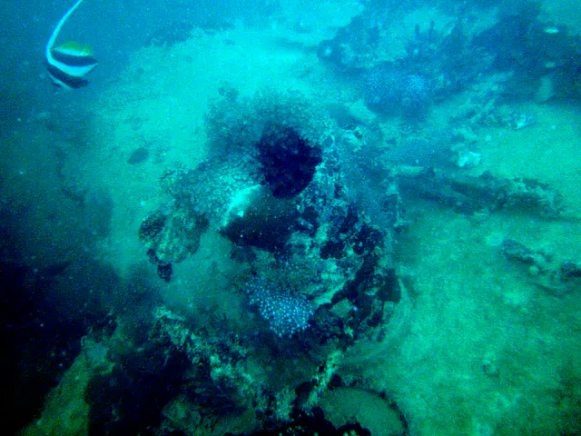 Winch with coral growing on top - and rope.  To its right on the bow is a clete.  Fish in upper right corner is a Moorish Idol.