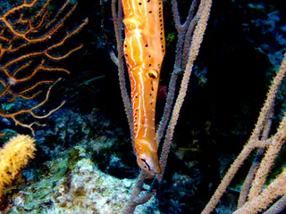 Underwater photograph by Joel Bergsma