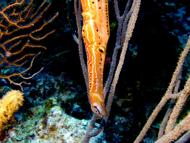 Underwater photograph by Joel Bergsma