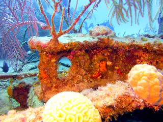 Underwater photograph by Joel Bergsma