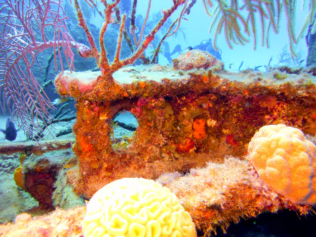 Underwater photograph by Joel Bergsma