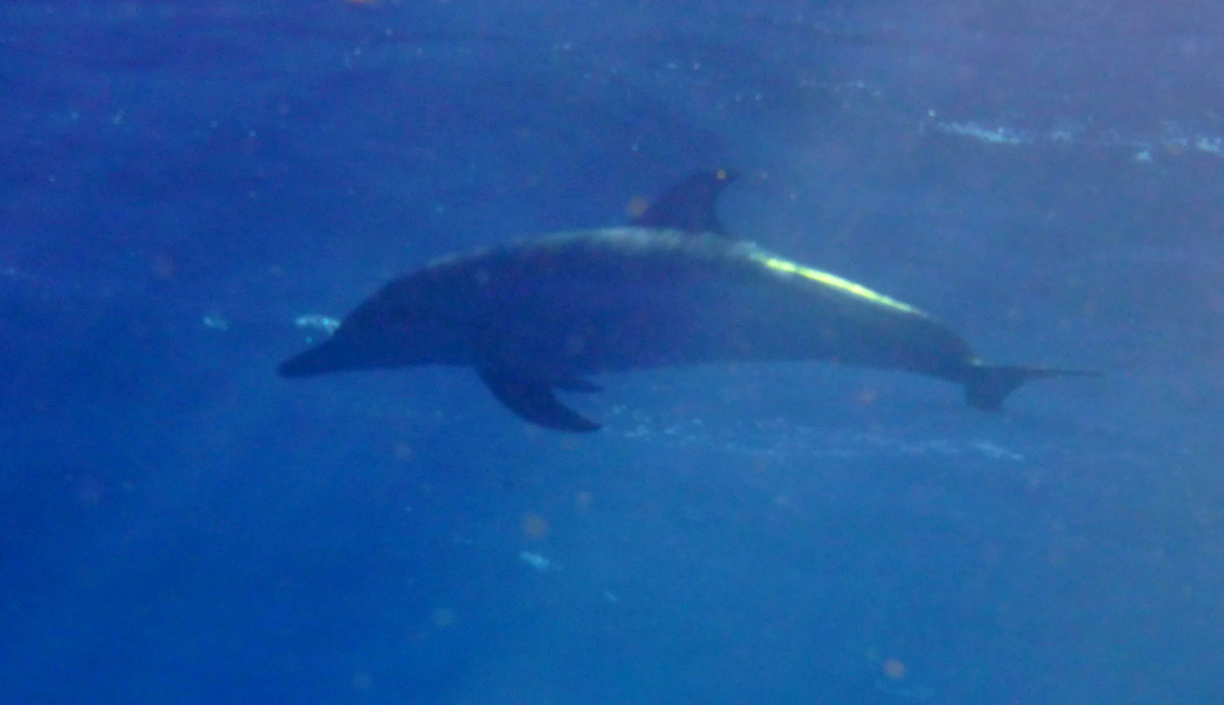 Belize underwater photograph, 2017