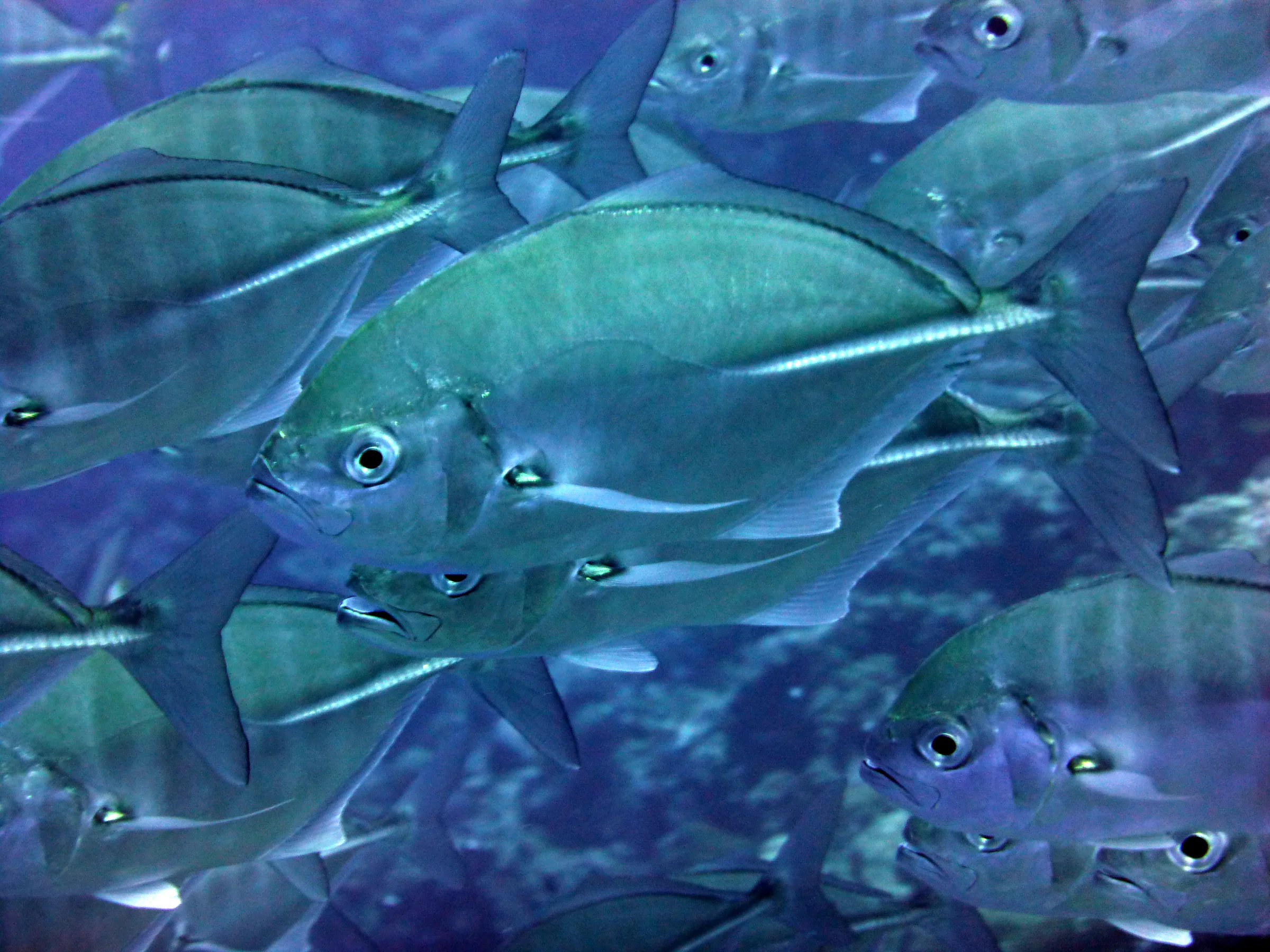 Jack, Palau, 2013