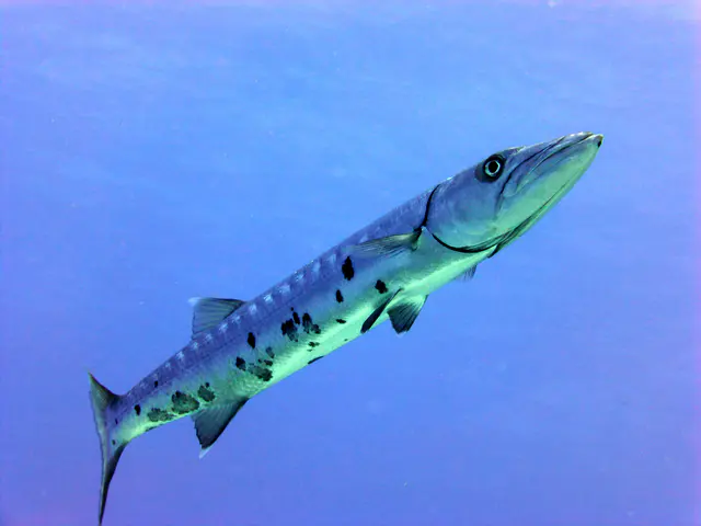 Underwater photograph by Joel Bergsma