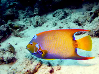 Underwater photograph by Joel Bergsma