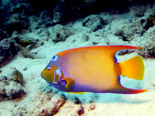 Underwater photograph by Joel Bergsma
