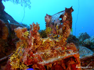 Underwater photograph by Joel Bergsma