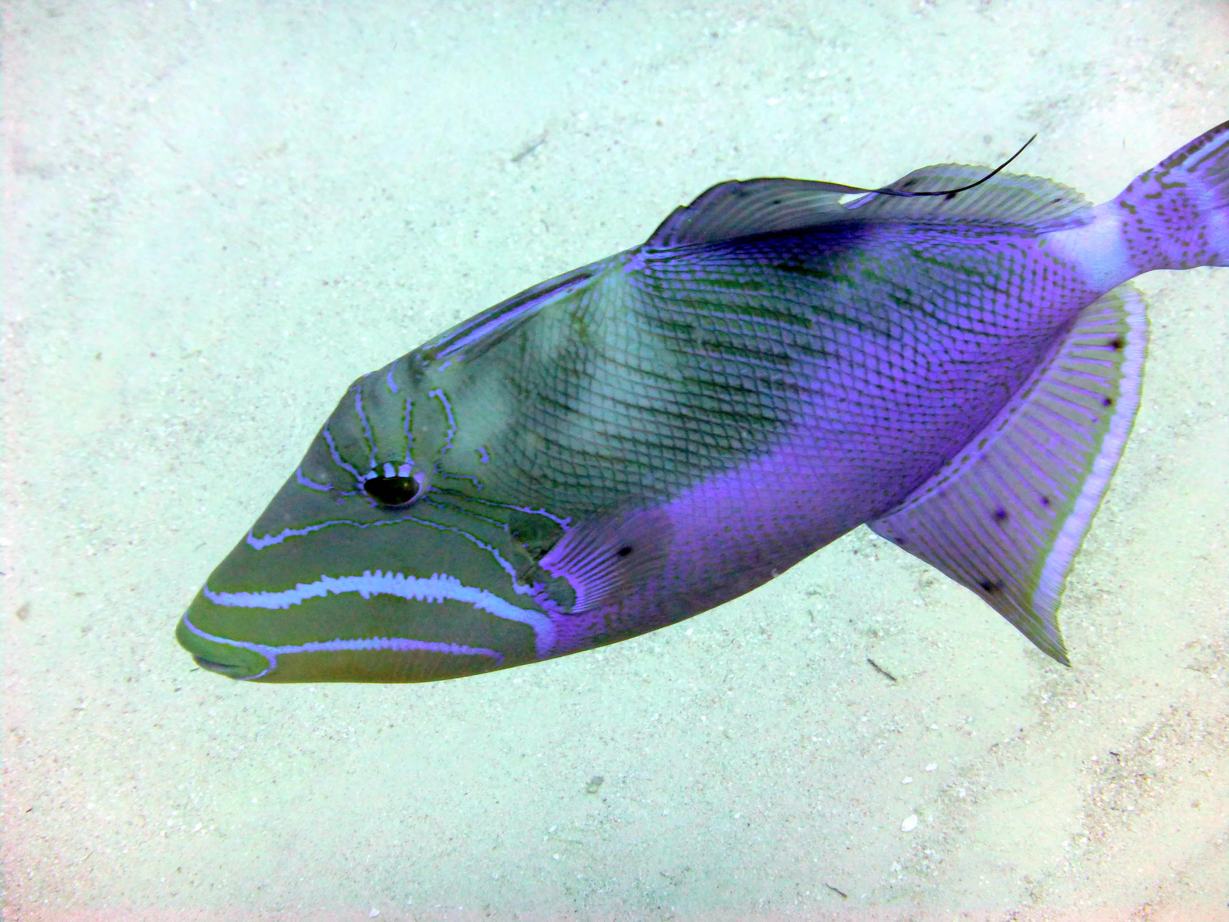 Queen Triggerfish, Belize, 2017