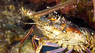 Spiny Lobster
