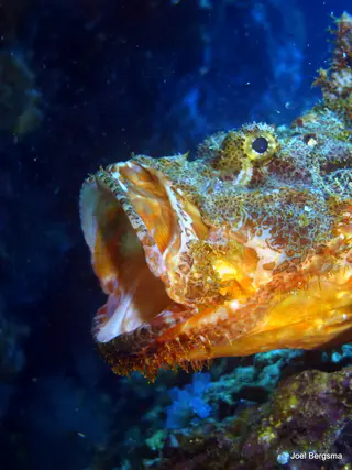 Underwater photograph by Joel Bergsma