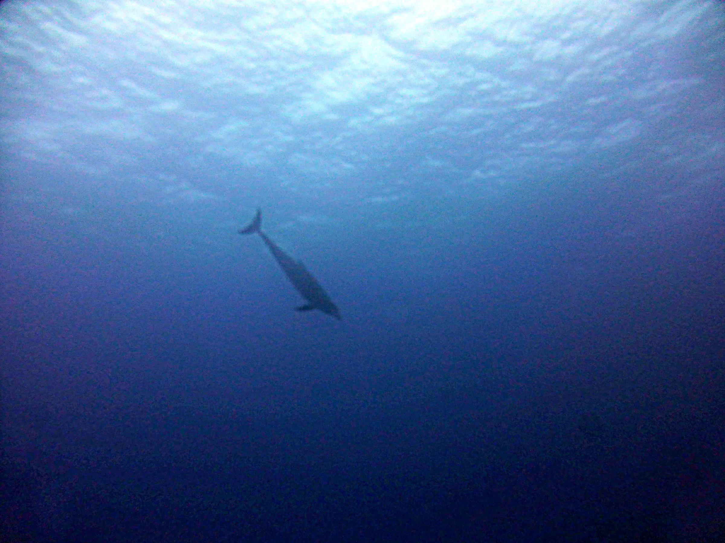 Dolphin, Belize, 2017