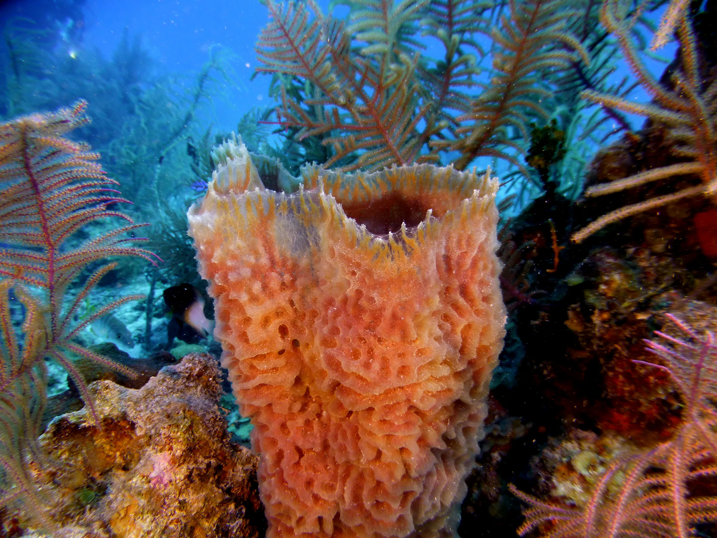 Vase Sponge, Belize, 2017