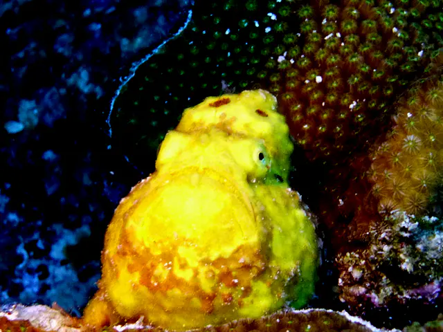 Underwater photograph by Joel Bergsma