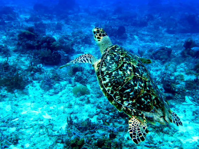 Underwater photograph by Joel Bergsma