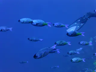 Underwater photograph by Joel Bergsma