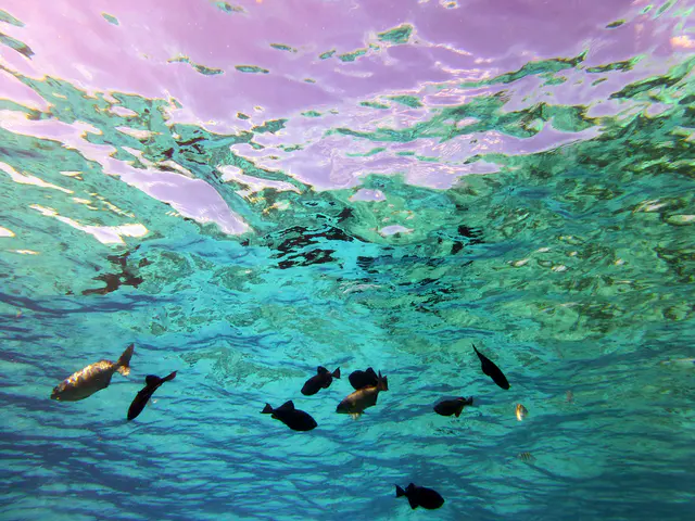 Underwater photograph by Joel Bergsma