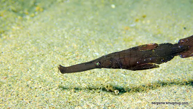 Underwater photograph by Joel Bergsma