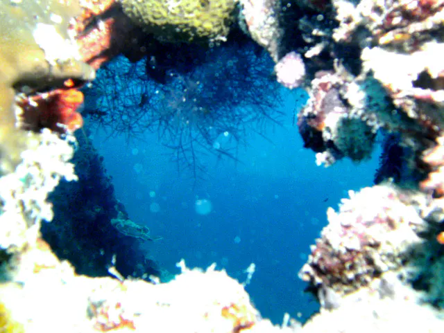 Overgrown Porthole