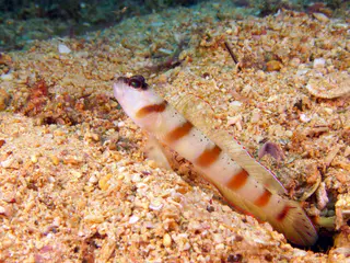 Underwater photograph by Joel Bergsma