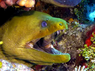 Underwater photograph by Joel Bergsma