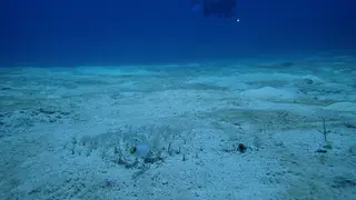 Yellowhead Jawfish