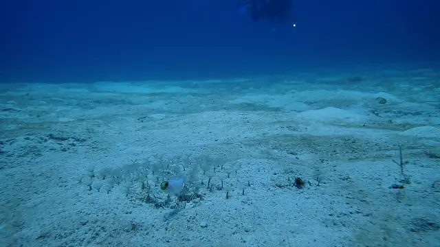Yellowhead Jawfish